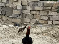 Chickens — الصورة 8