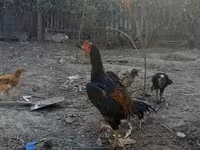 Chickens — fotografija 1