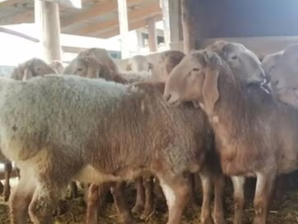 Montone, Arashan sheep