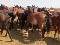 مادیان, Horse breed — عکس 1