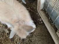 Chickens — الصورة 6