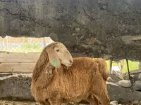 كبش, Arashan sheep — الصورة 2