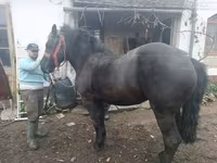კვიცი, ცხენები — ფოტო 2