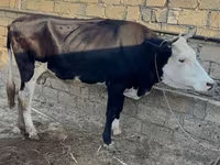 Krowa, Czerwonobiałe bydło — zdjęcie 2