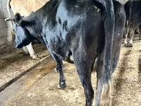 Krava, Simmental cattle — foto 4