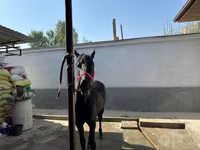 Cavallo, Cavalli — foto 5