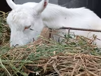 Capra, Saanen goat — foto 5