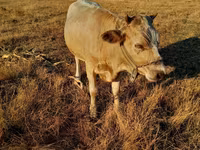 Vacă, Bovine — foto 5