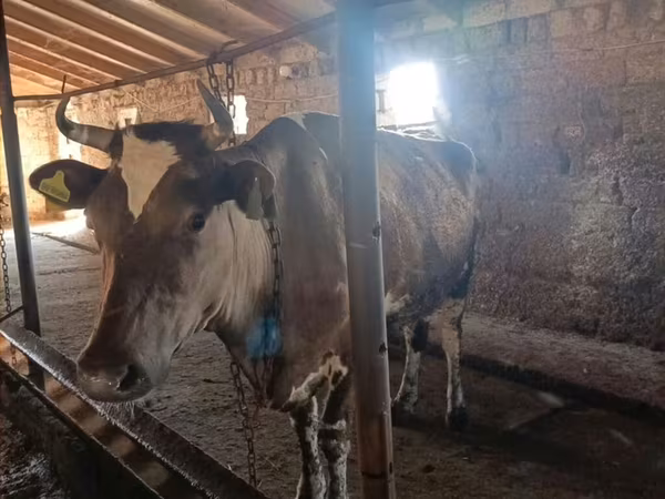 گاو ماده, Simmental cattle