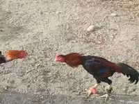 Chickens — عکس 5