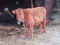 牛只（批次，未指定性别）, Cattle — 照片 2
