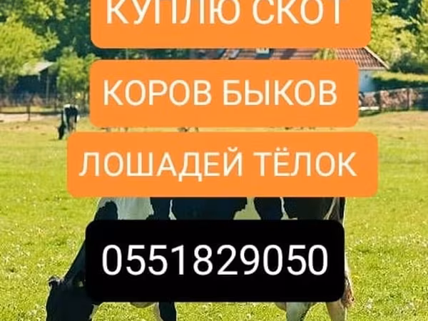 Чорвои калон