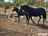 Faras dhaddig, Horses — sawirka 3