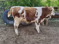 سانڈ, Simmental cattle — تصویر 4