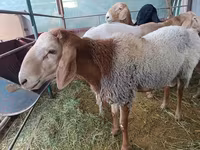 Carnero, Arashan sheep — foto 5