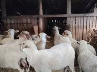 میش, Ile-de-France sheep — عکس 4