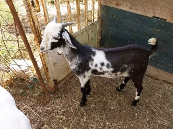 Billy Goat, Nubian Goat — Hungary