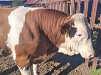 วัวตัวผู้, Simmental cattle — รูปภาพ 4