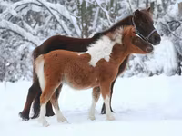 Ngựa đực, American shetland pony — ảnh 6