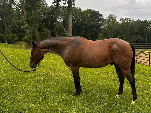 Кінь, Quarter Horse