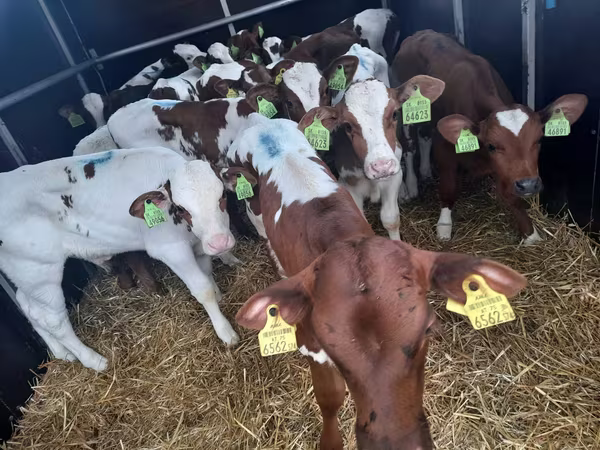 گاو نر, Simmental cattle