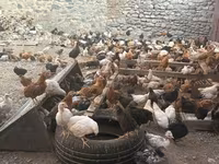 Chickens — picha 5