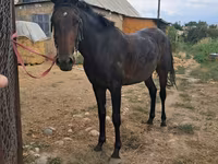 Hengst, Thoroughbred horse — Foto 2