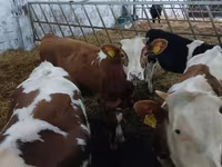 Rundvee (partij, geslacht niet gespecificeerd), Limousin koe — foto 5