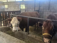 Krava, Simmental cattle — fotografija 7