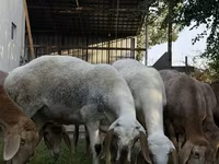 Får, Arashan sheep — foto 8