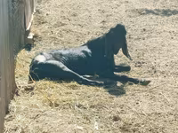 ஆண் வெள்ளாடு, Kamori goats — புகைப்படம் 3