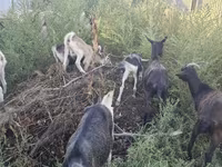 ፍየል, Alpine goat — ፎቶ 8