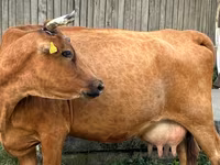 گاو ماده, گاو — عکس 2