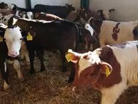 Toro, Mucca limousine — foto 1