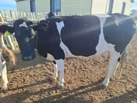Tehén, Latvian Blue cattle — 5. fotó