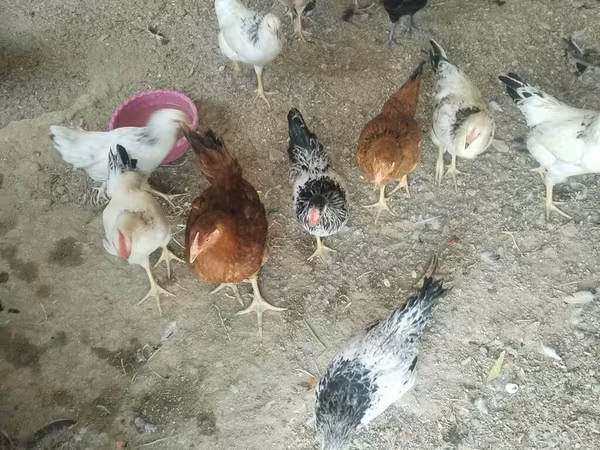 Chickens — Azerbaijan
