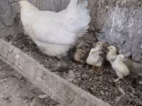 Chickens — 사진 4