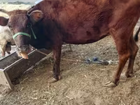 گاو ماده, گاو — عکس 3