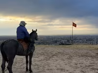 اسب نر, Hanoverian — عکس 2