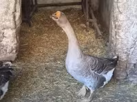 Geese — foto 6