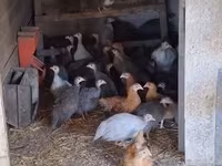 Guinea fowl — 2. fotó