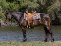 مادیان, Friesian — عکس 1