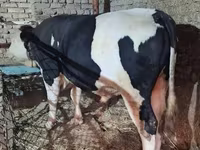 วัวตัวผู้, Simmental cattle — รูปภาพ 3