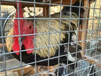 Chickens — photo 4