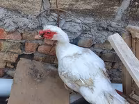 Hausente — Foto 1