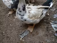 Muscovy domestica — foto 3