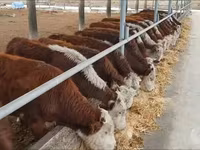 Bovini (lotto, sesso non specificato), Simmental cattle — foto 3