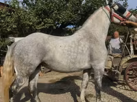 Iapă, Andalusian horse — foto 2