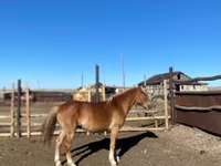 Konji (partija, pol nije naveden), Kazakh horse — fotografija 1