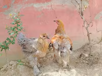براهما — عکس 1